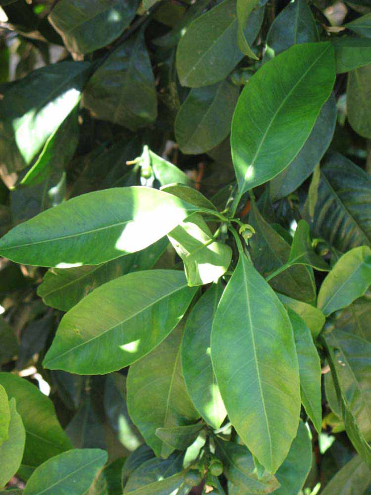              Shade leaves (Riverside, CA)       